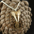 Sharks tooth necklace